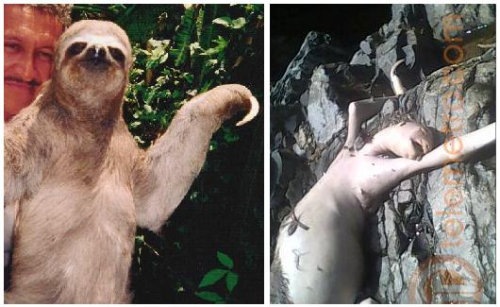 cerroazul_sloth.jpg