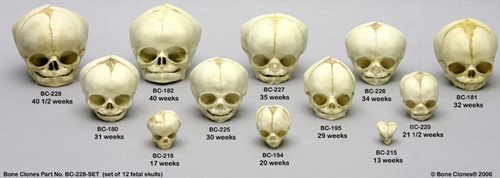 fetal skull set of 12 ages 13 to 40 thumb fotos de alienigenas