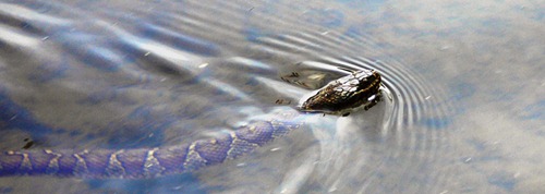 4-25_canal_water_snake_ps_rz