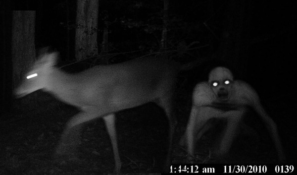monster deer fotos de fantasmas fortianismo 