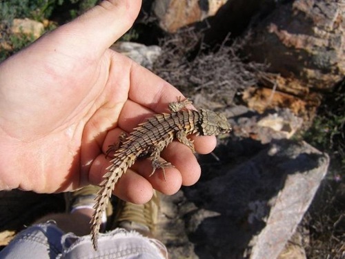 Lizard1