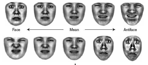 Faceantiface
