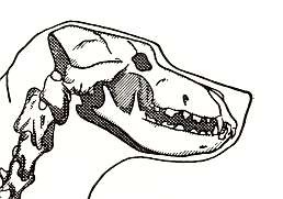 skullmontaul341hjk