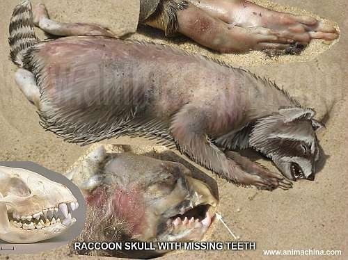 montauk_monster_is_raccoonsmall3