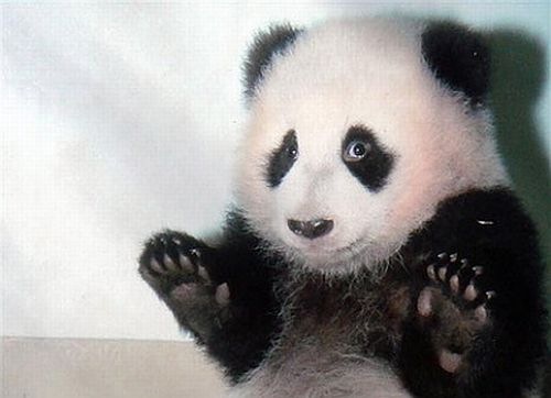 pandadeus2hjk
