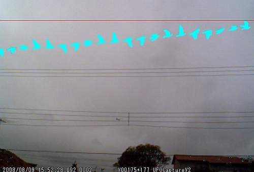 ufocapturebird13jk