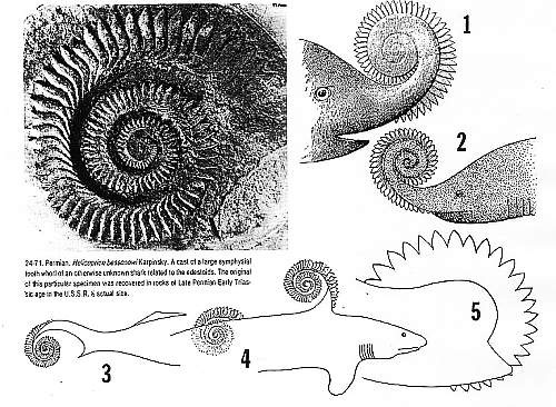 fish_helicoprion_shark_tooth_pic432fs