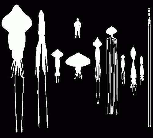 squidcompare