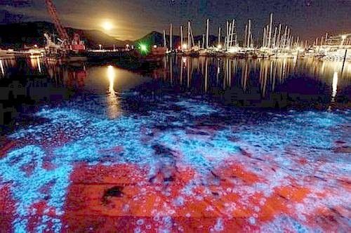 bioluminiscencia43