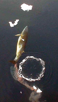 whaleflat