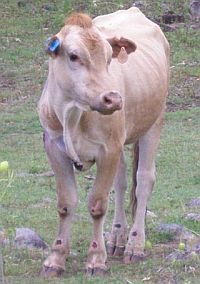 gadoraiod