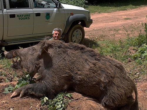hogzilla01