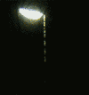 light2cq8