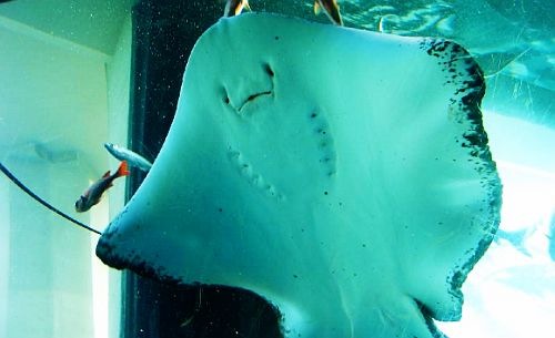 stingrayfacedsa