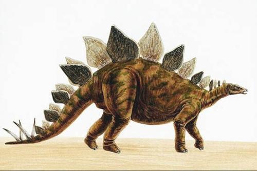 stegosaurus