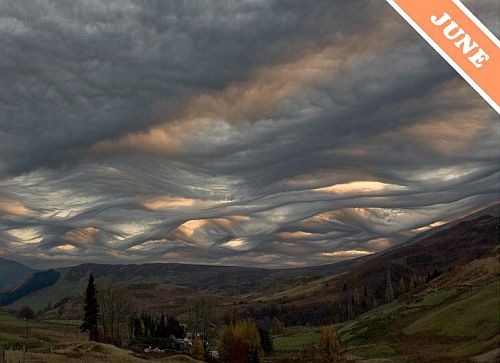asperatus